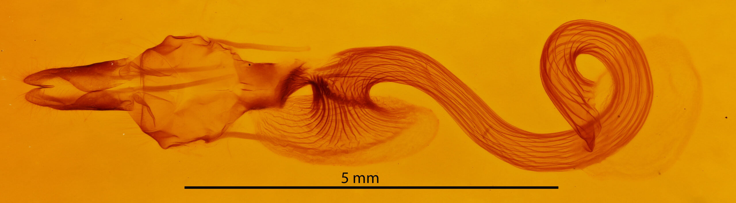 genitalia view of adult Leucania humidicola