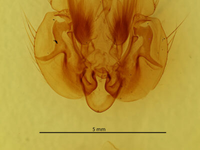 genitalia view of adult Leucania humidicola