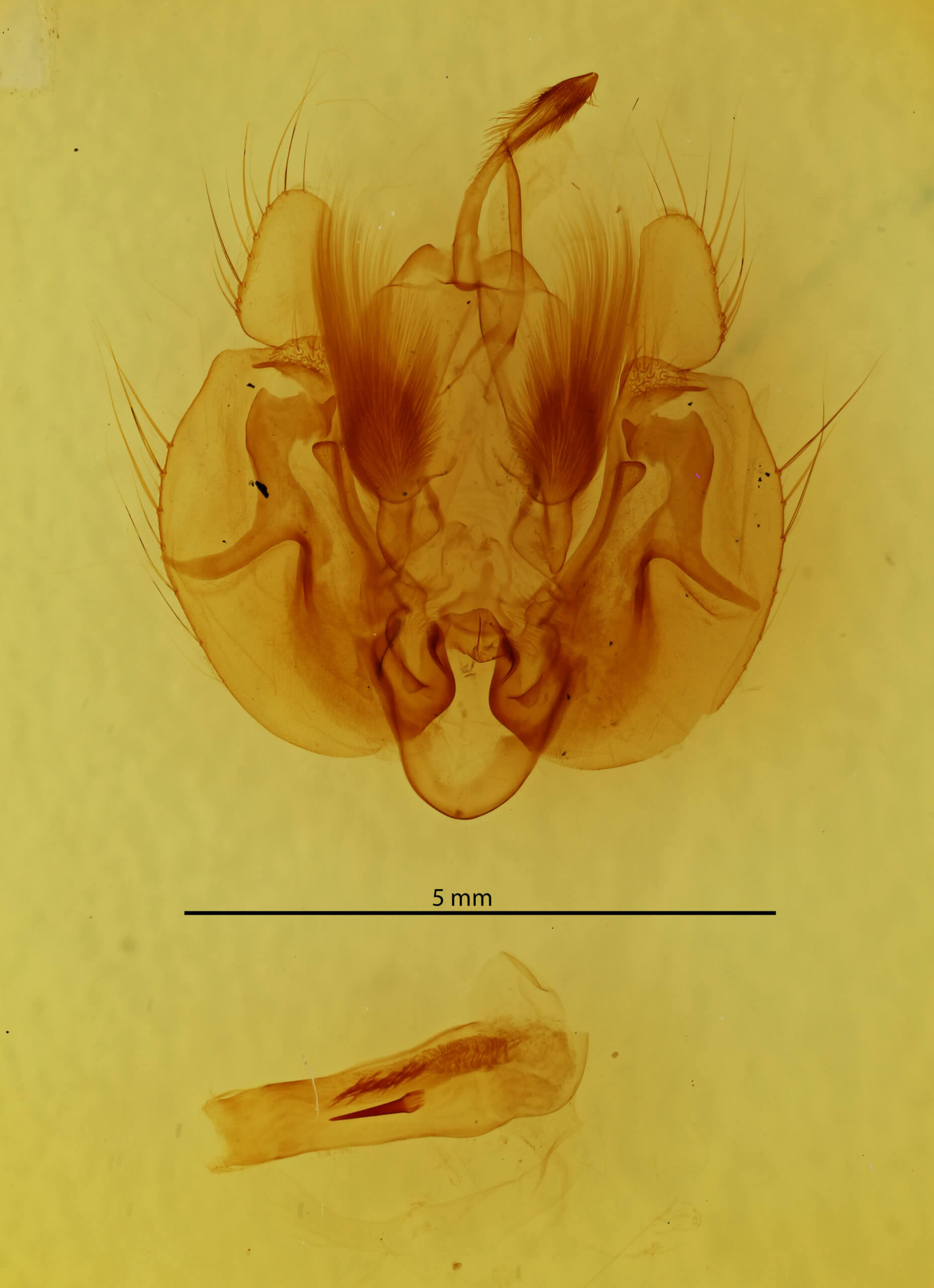 genitalia view of adult Leucania humidicola
