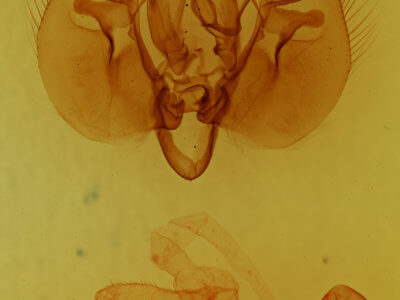 genitalia view of adult Leucania infatuans