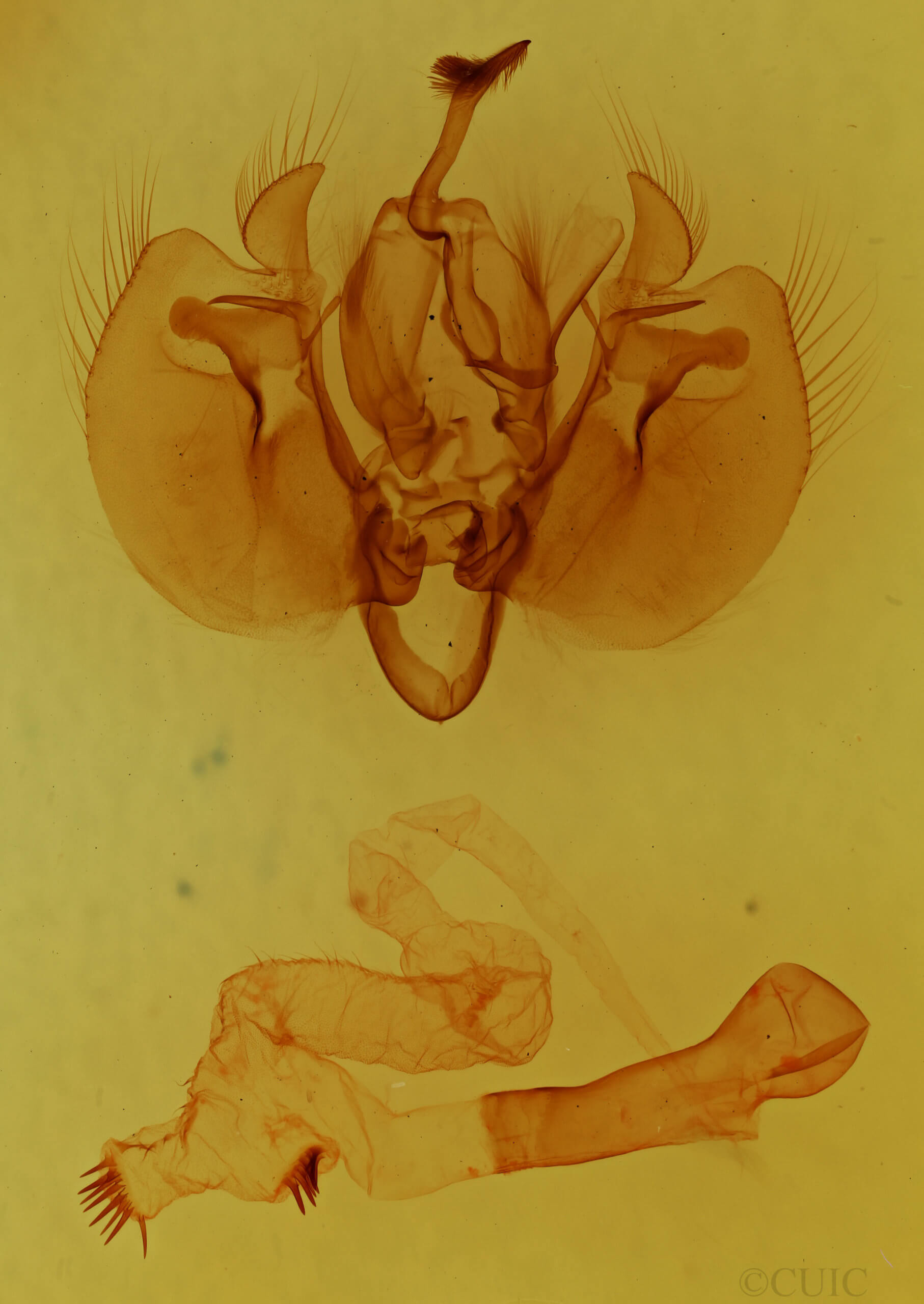 genitalia view of adult Leucania infatuans