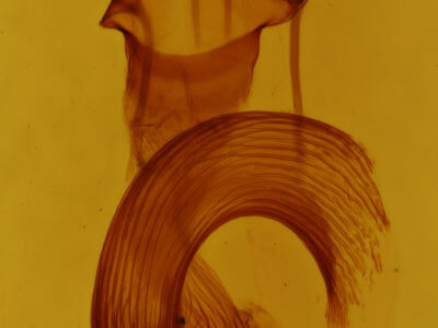 genitalia view of adult Leucania infatuans