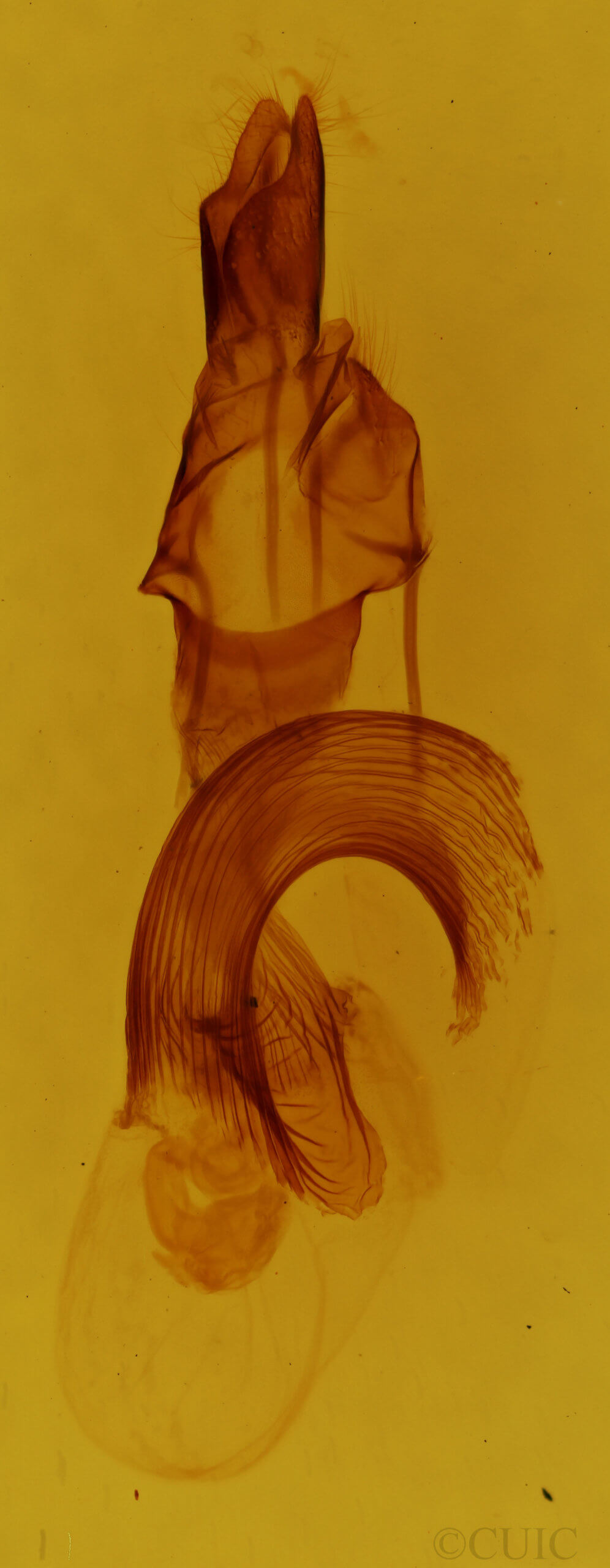 genitalia view of adult Leucania infatuans