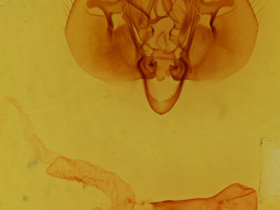 genitalia view of adult Leucania infatuans