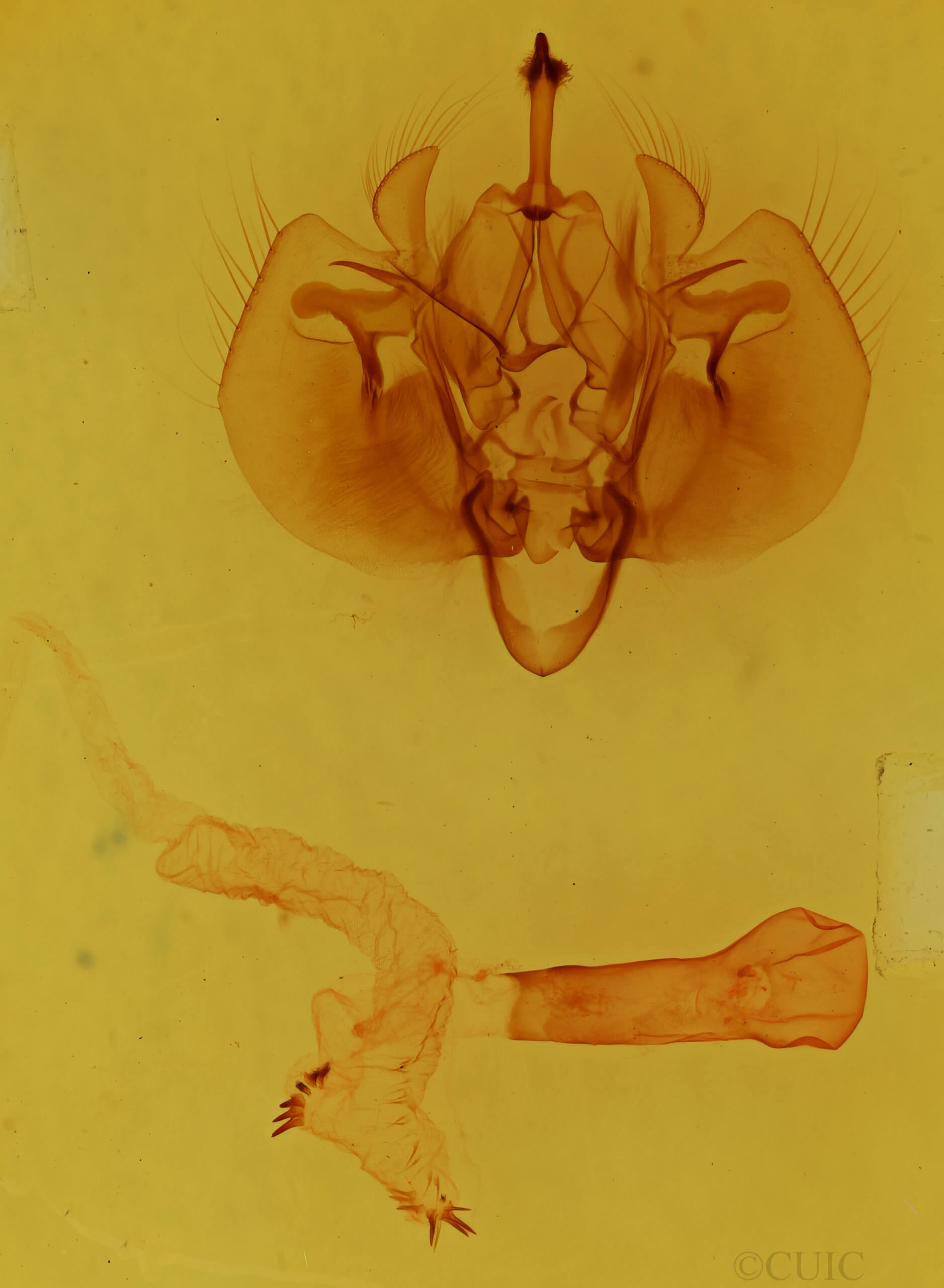 genitalia view of adult Leucania infatuans