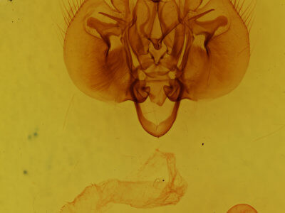 genitalia view of adult Leucania infatuans