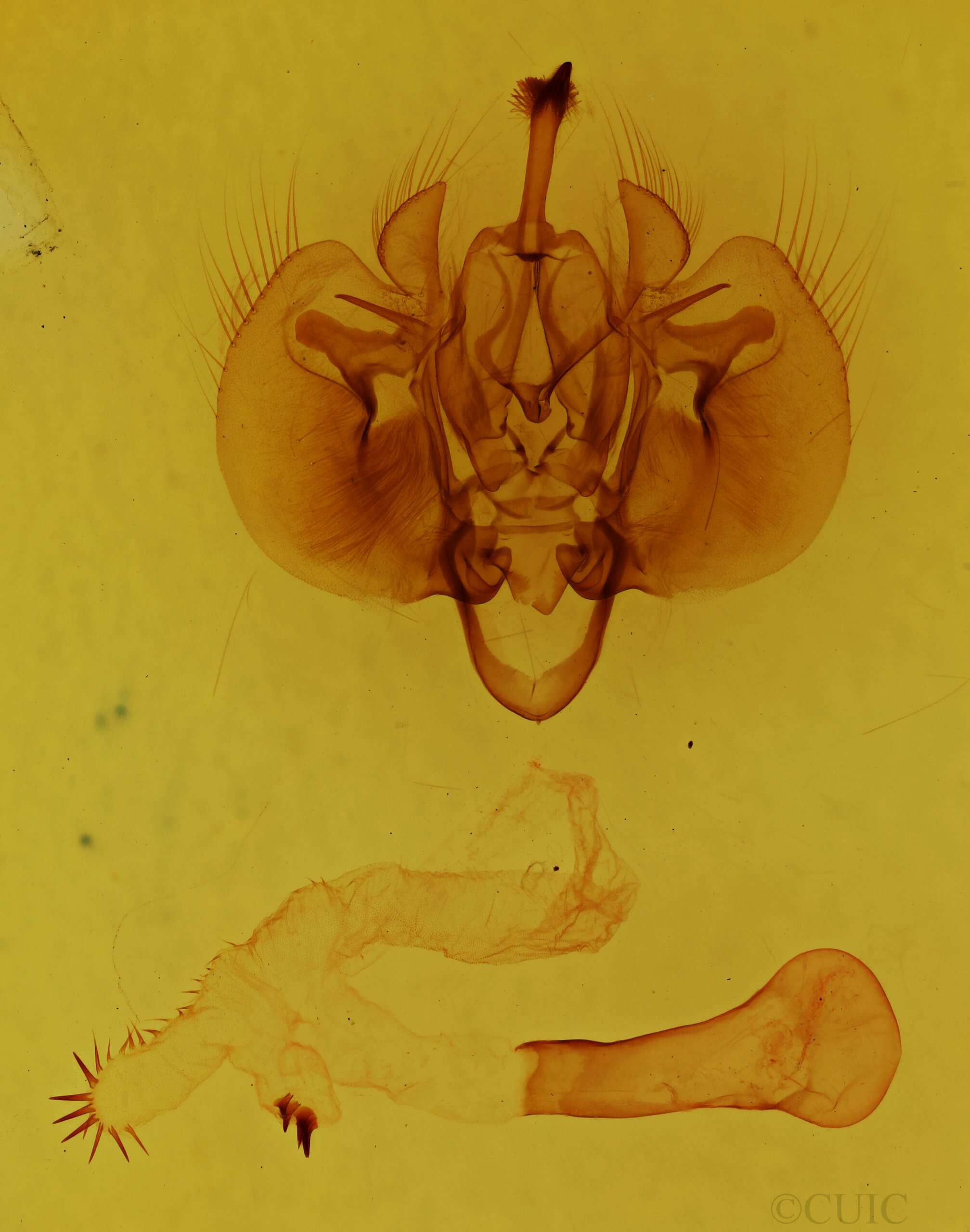 genitalia view of adult Leucania infatuans