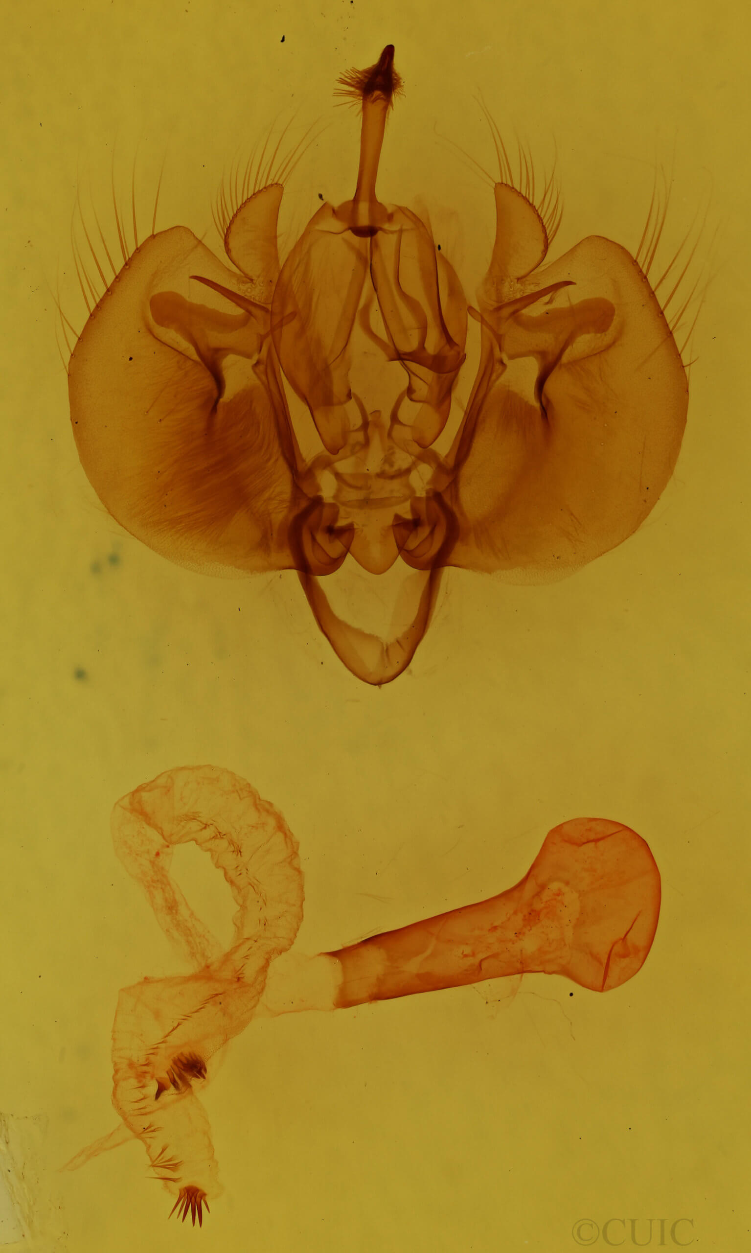 genitalia view of adult Leucania infatuans