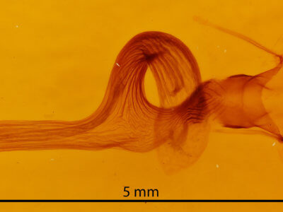 genitalia view of adult Leucania lapidaria