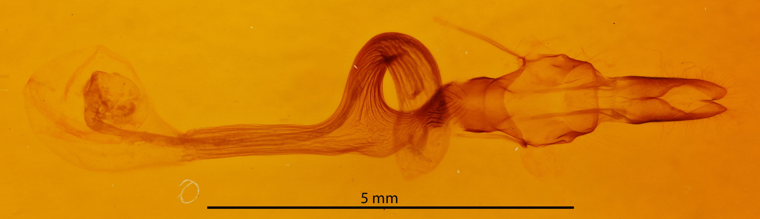 genitalia view of adult Leucania lapidaria