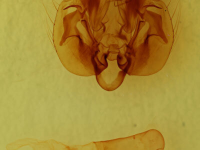 genitalia view of adult Leucania lapidaria
