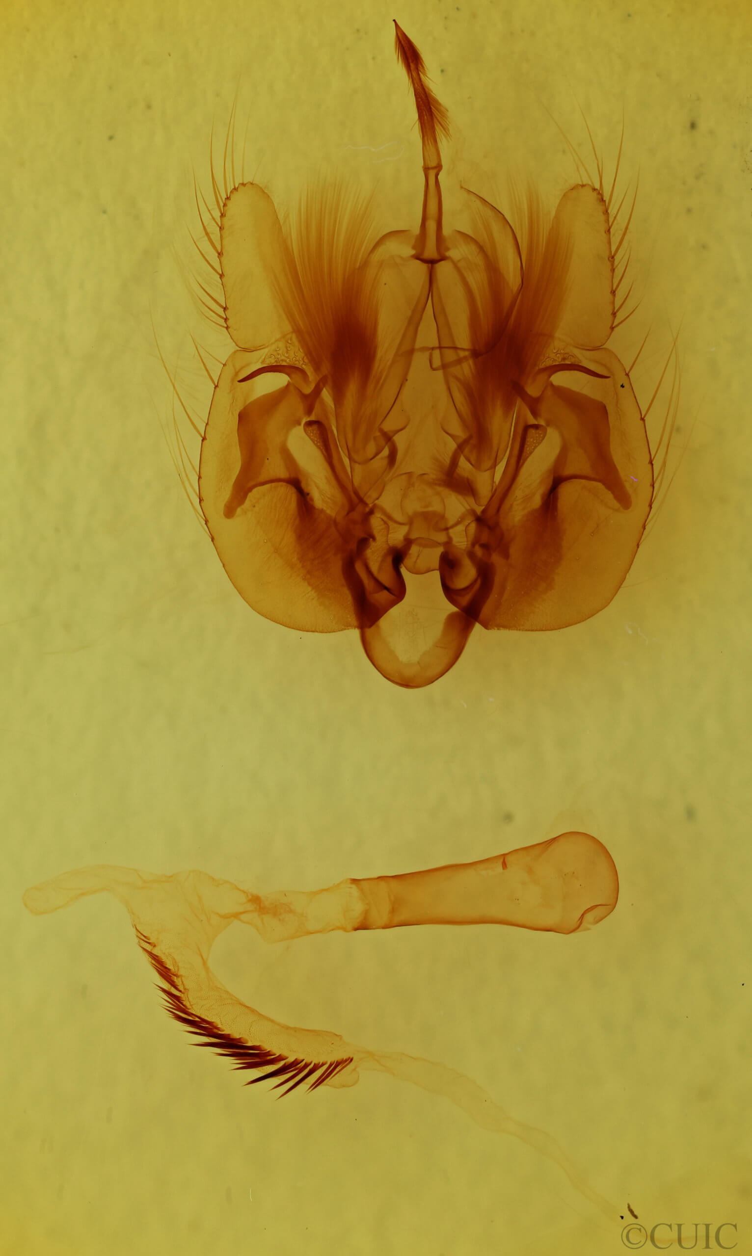 genitalia view of adult Leucania lapidaria