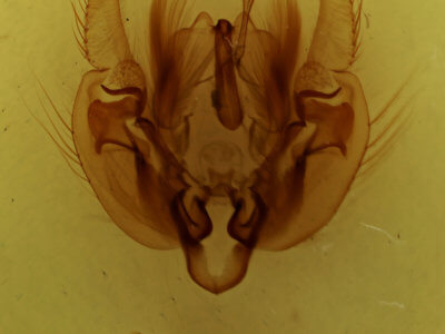 genitalia view of adult Leucania linda