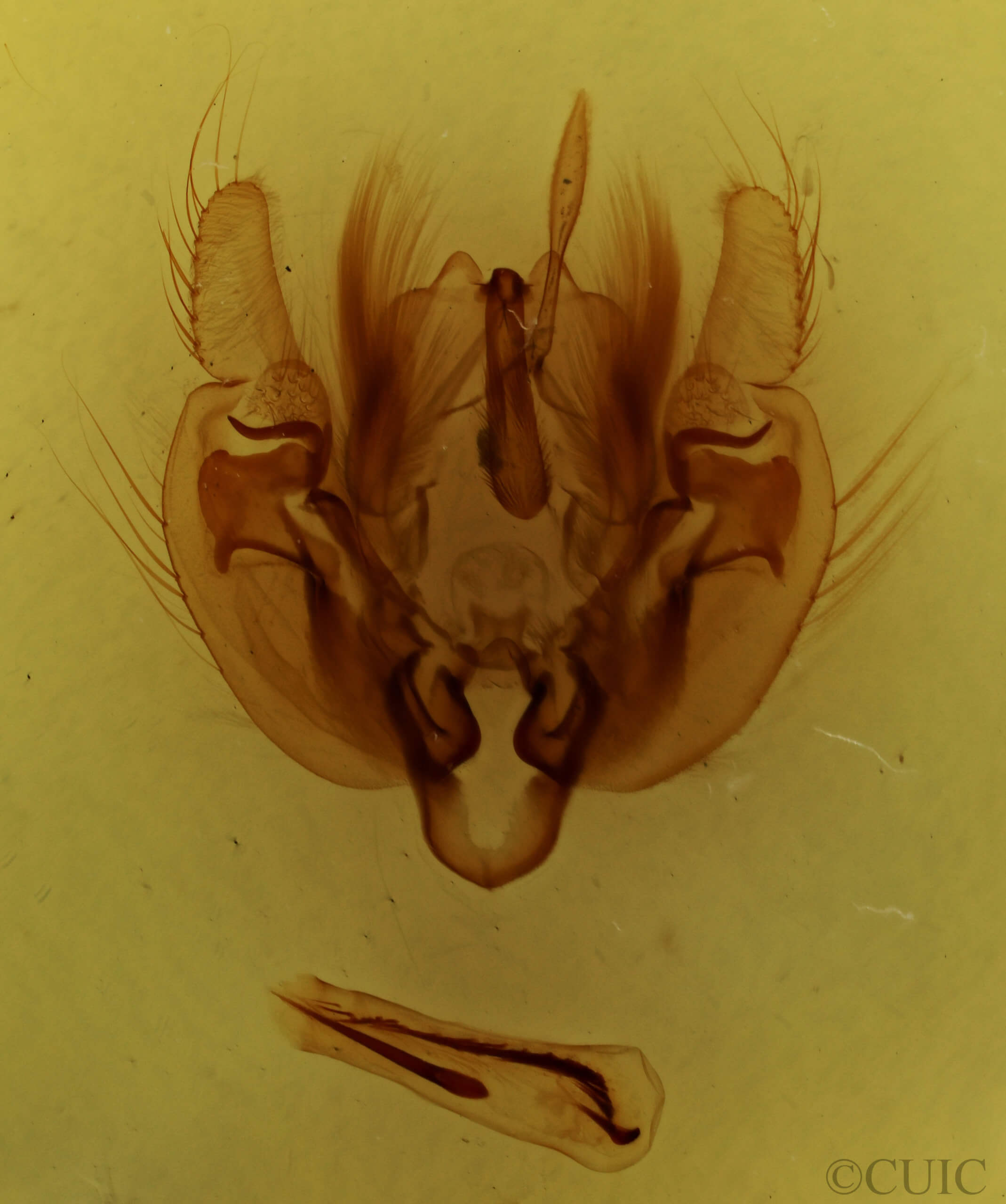 genitalia view of adult Leucania linda