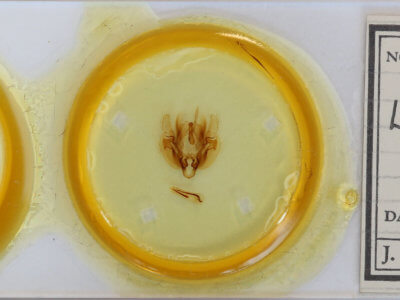 slide view of adult Leucania linda