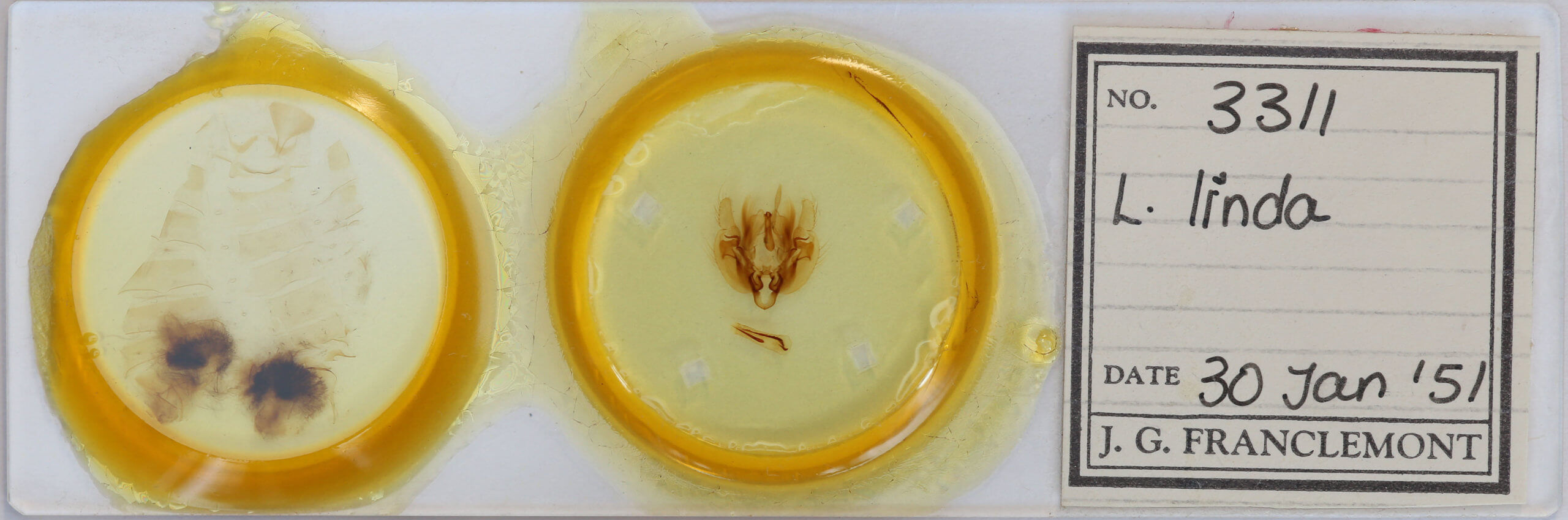 slide view of adult Leucania linda