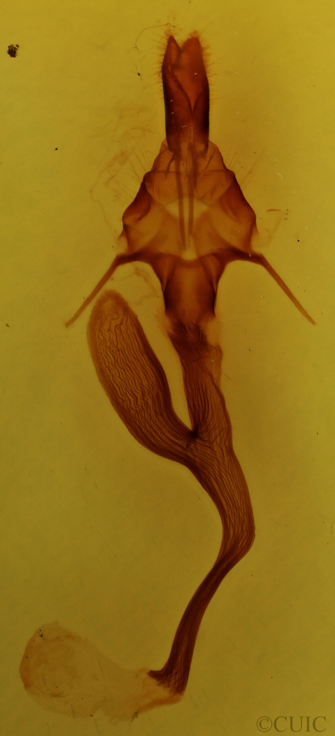 genitalia view of adult Leucania linda