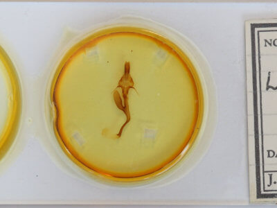 slide view of adult Leucania linda