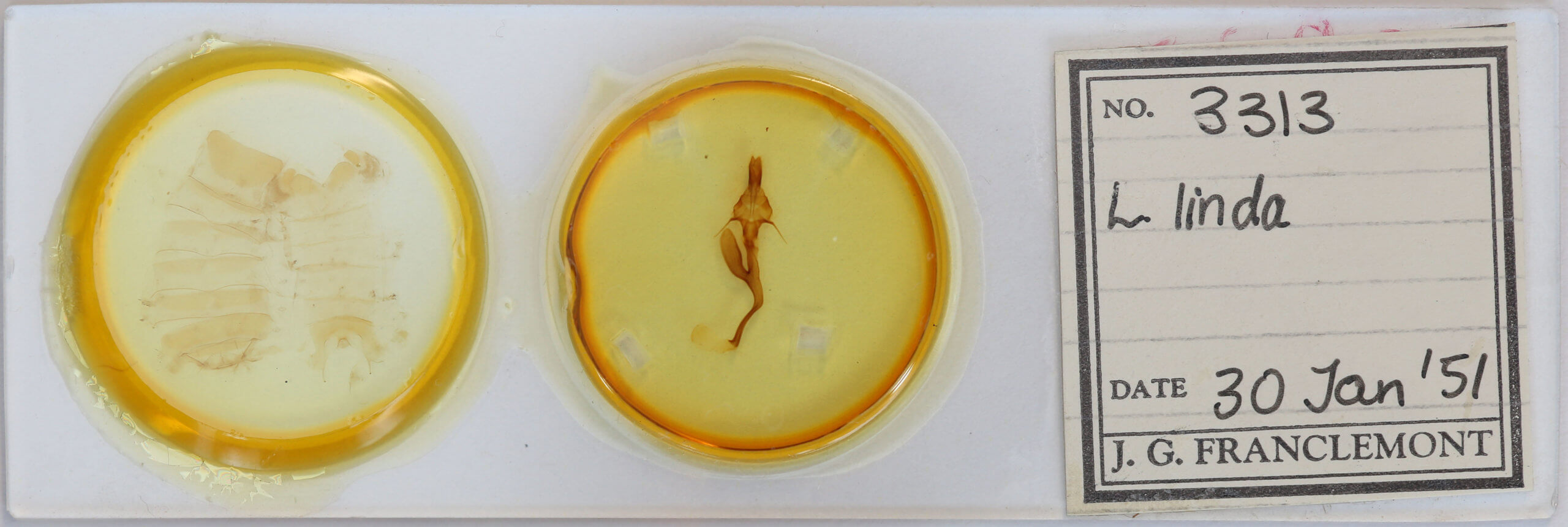 slide view of adult Leucania linda