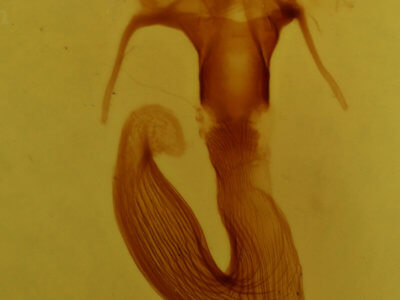 genitalia view of adult Leucania linda