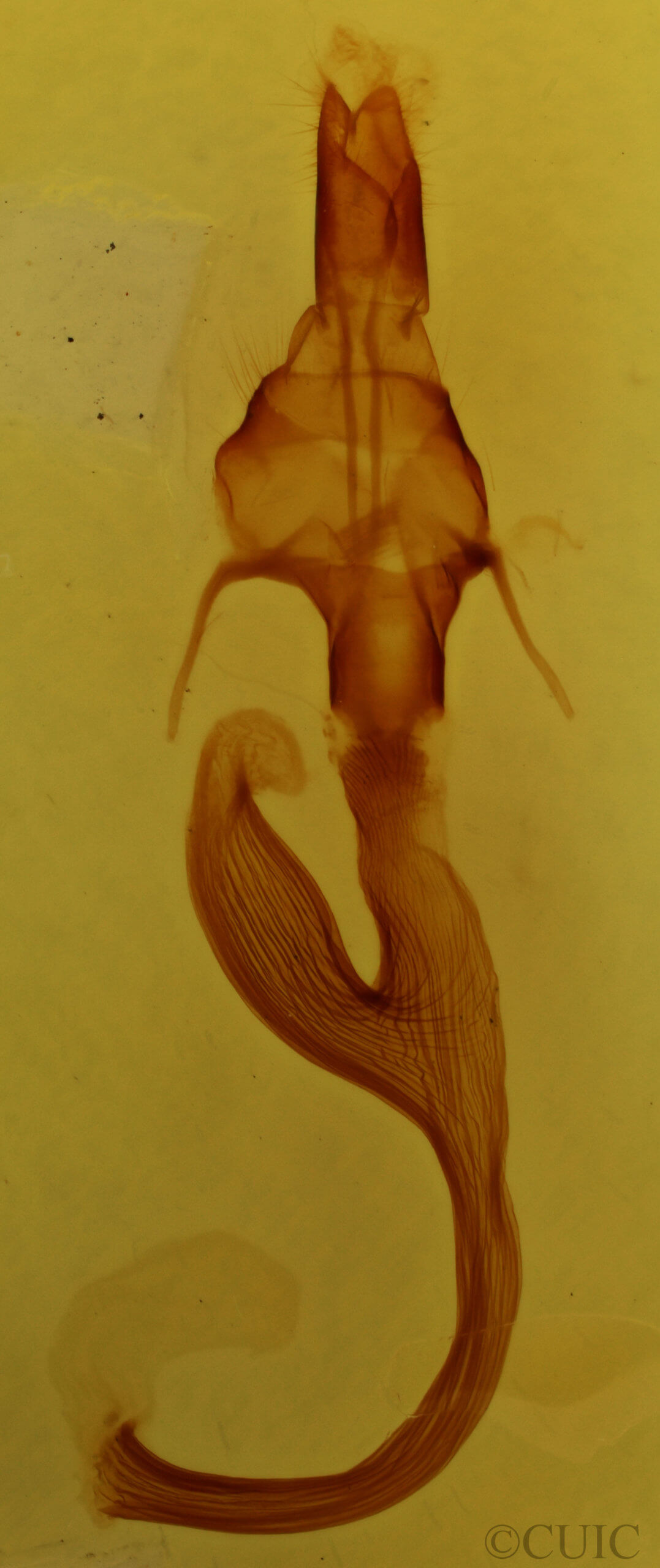 genitalia view of adult Leucania linda