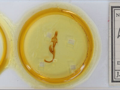 slide view of adult Leucania linda