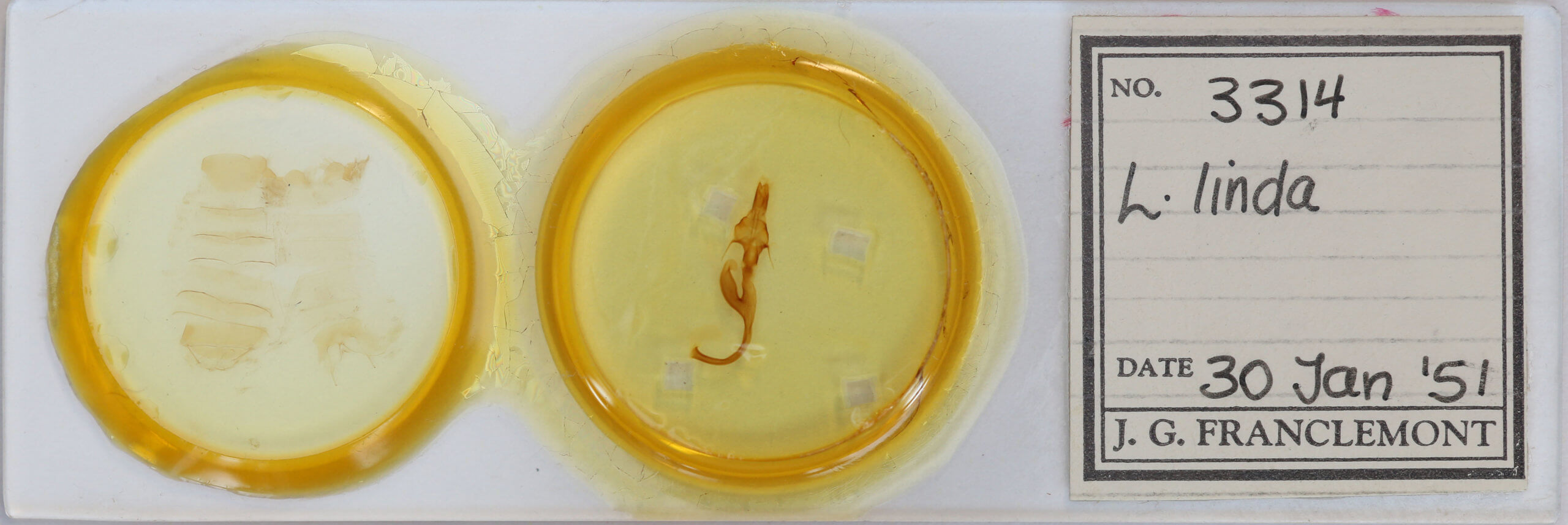 slide view of adult Leucania linda