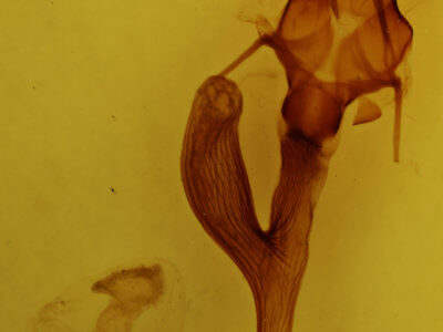 genitalia view of adult Leucania linda