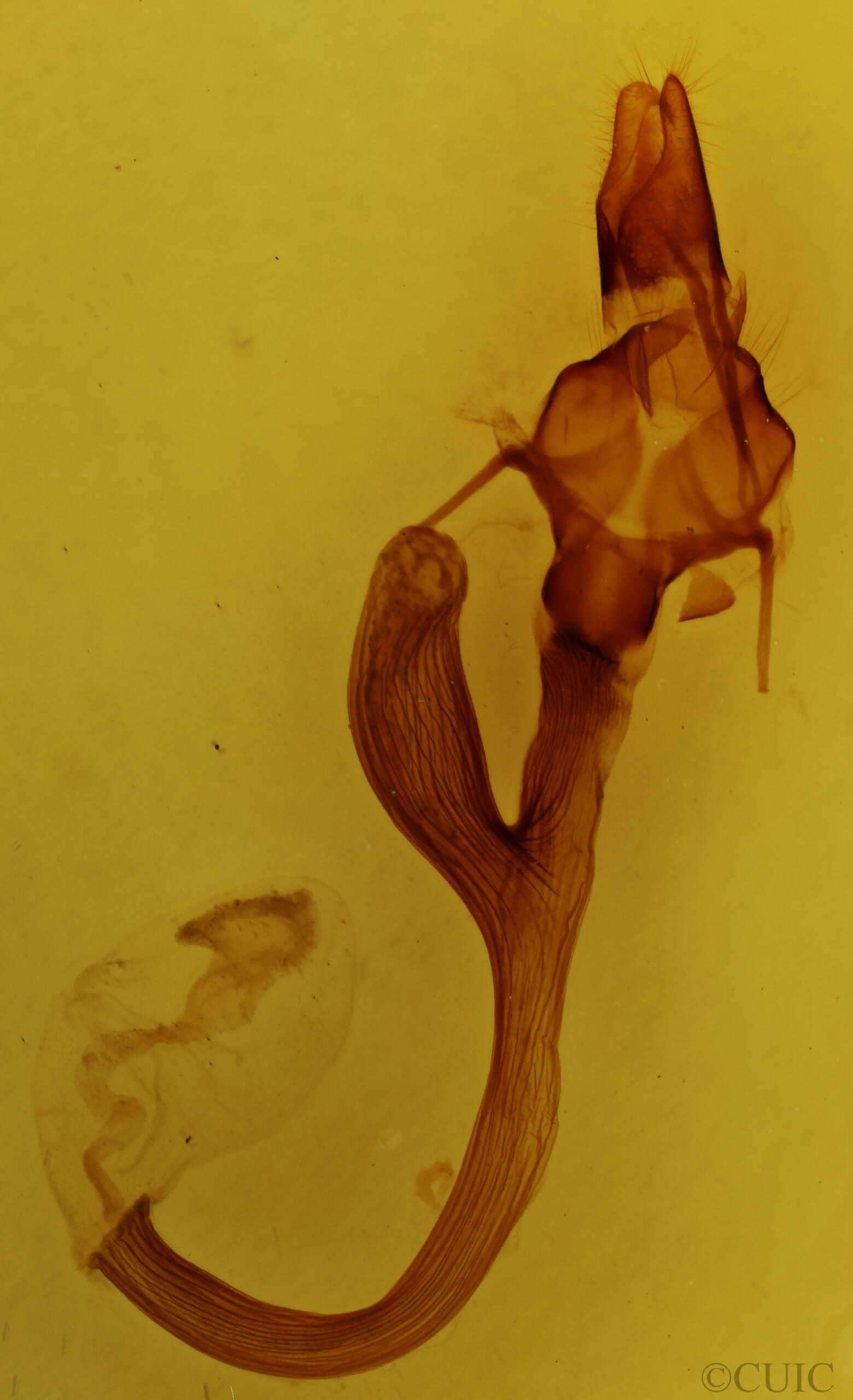 genitalia view of adult Leucania linda