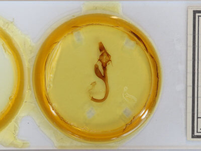 slide view of adult Leucania linda