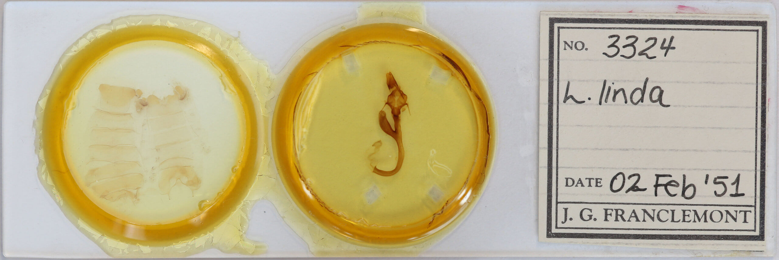 slide view of adult Leucania linda