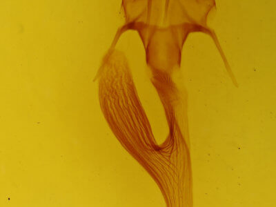 genitalia view of adult Leucania linda