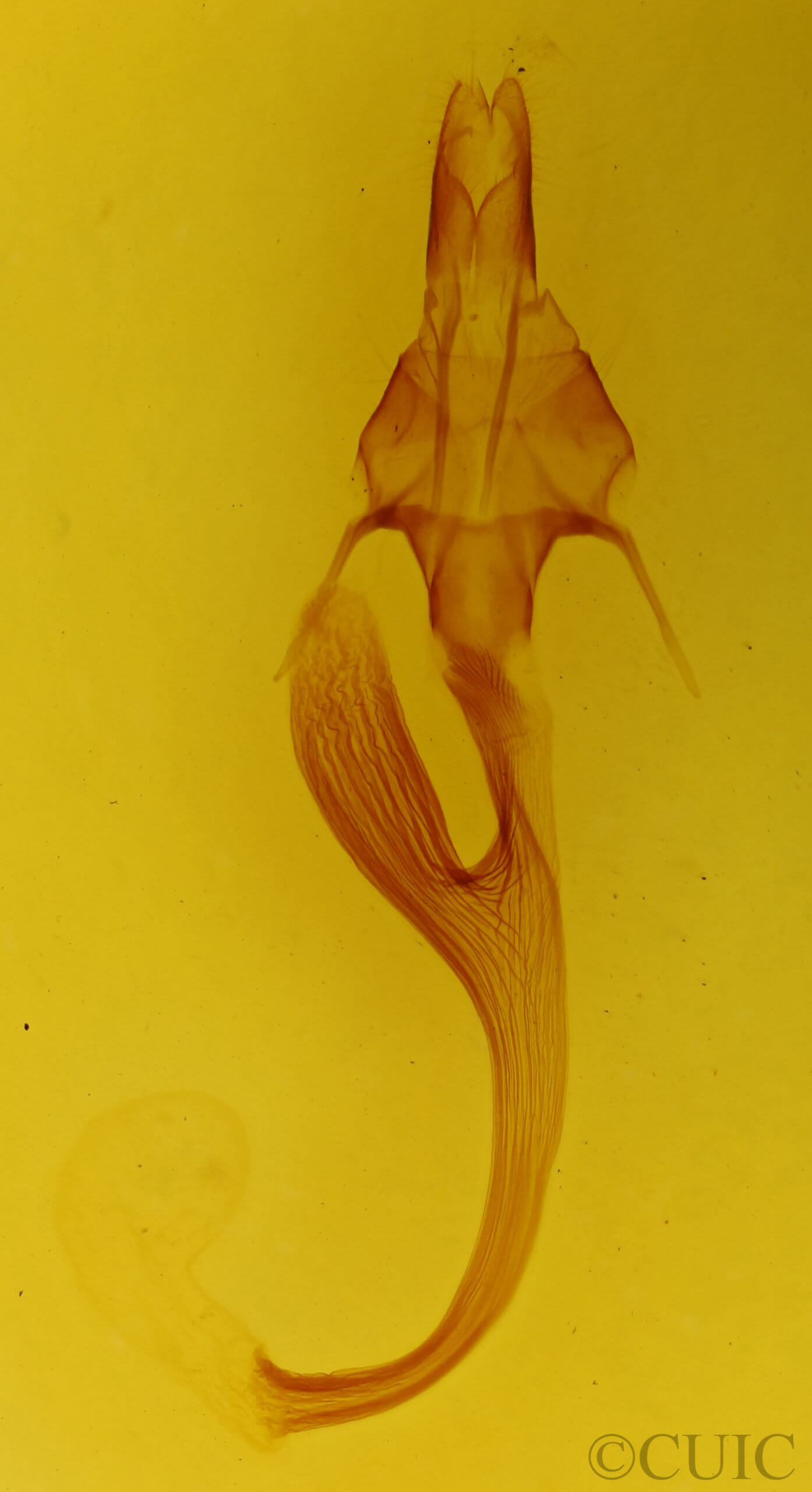 genitalia view of adult Leucania linda