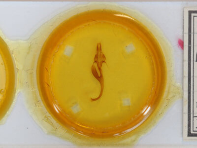 slide view of adult Leucania linda