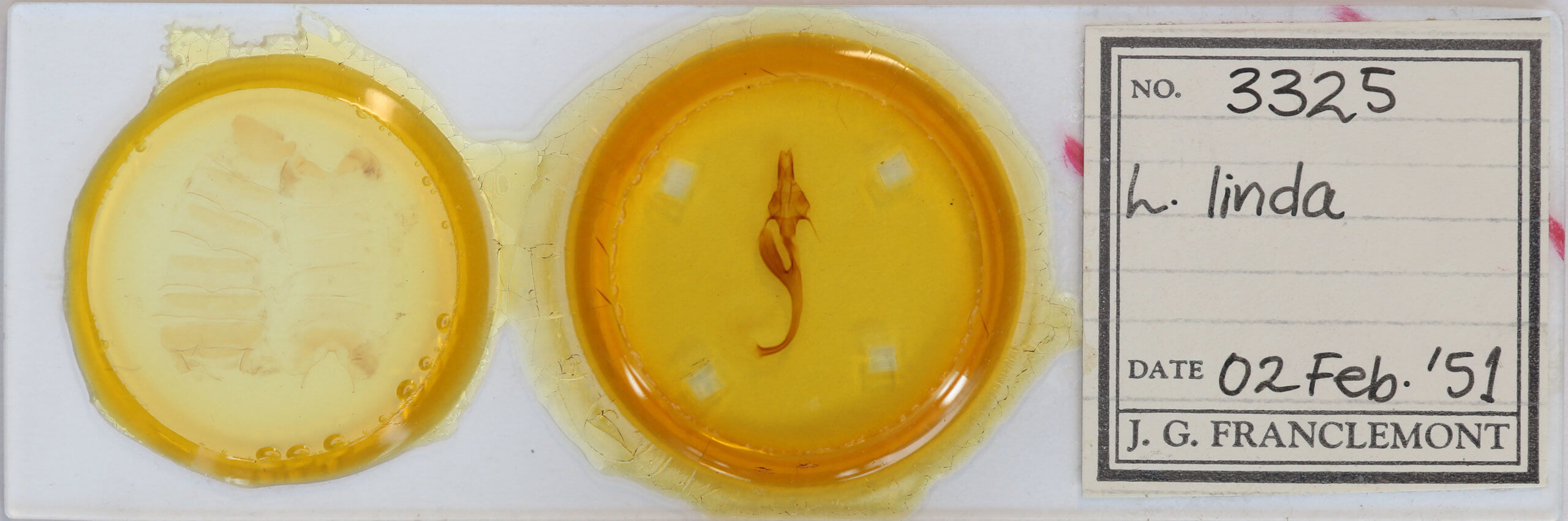 slide view of adult Leucania linda