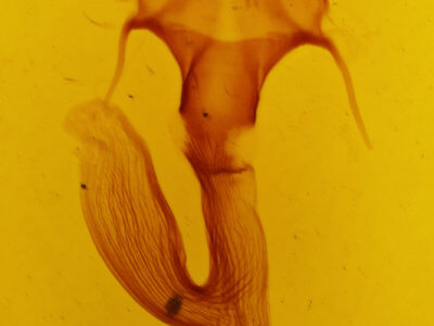 genitalia view of adult Leucania linda