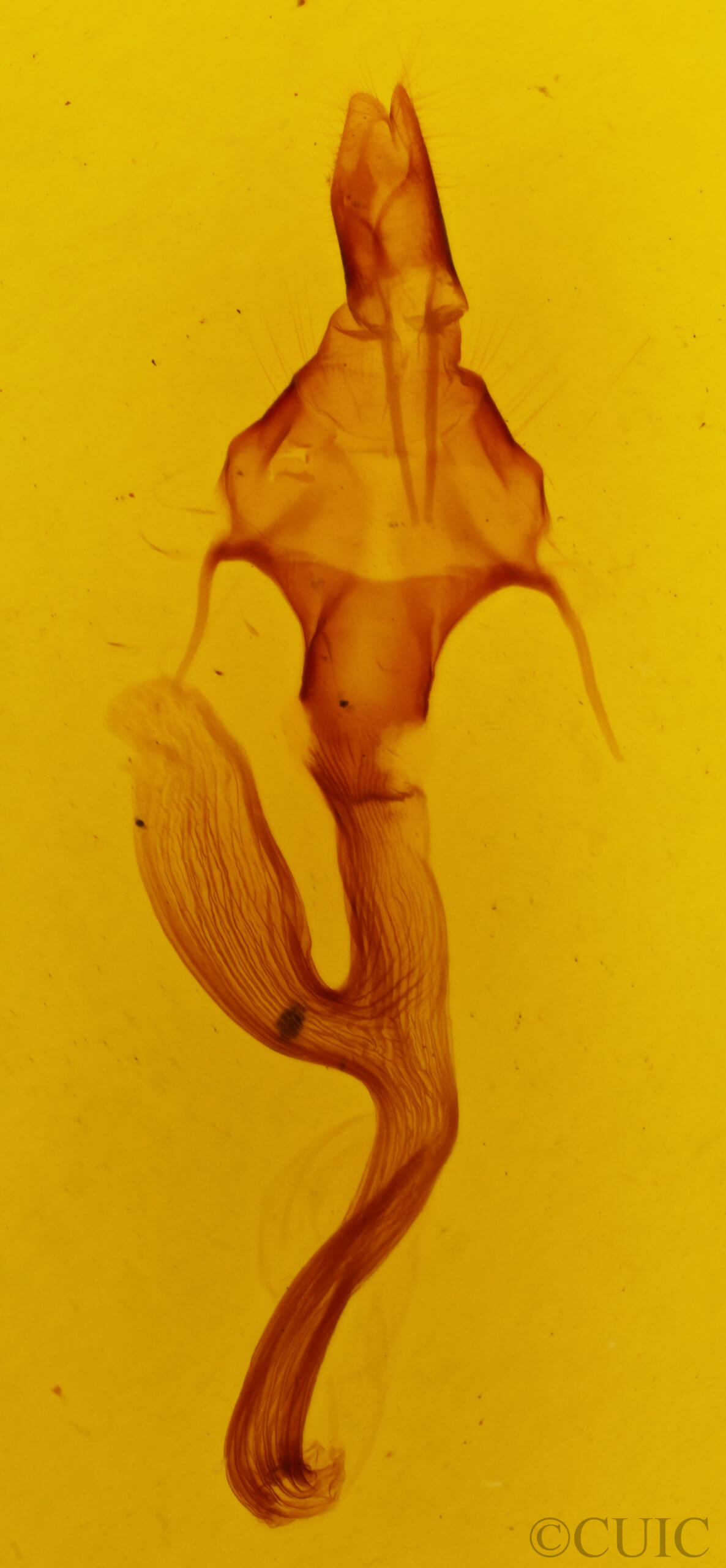 genitalia view of adult Leucania linda