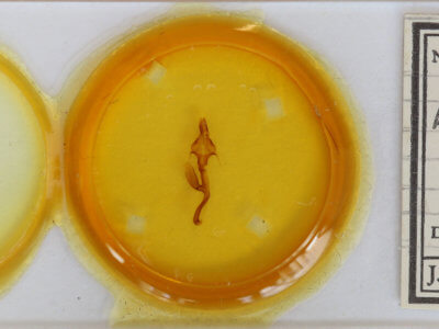 slide view of adult Leucania linda