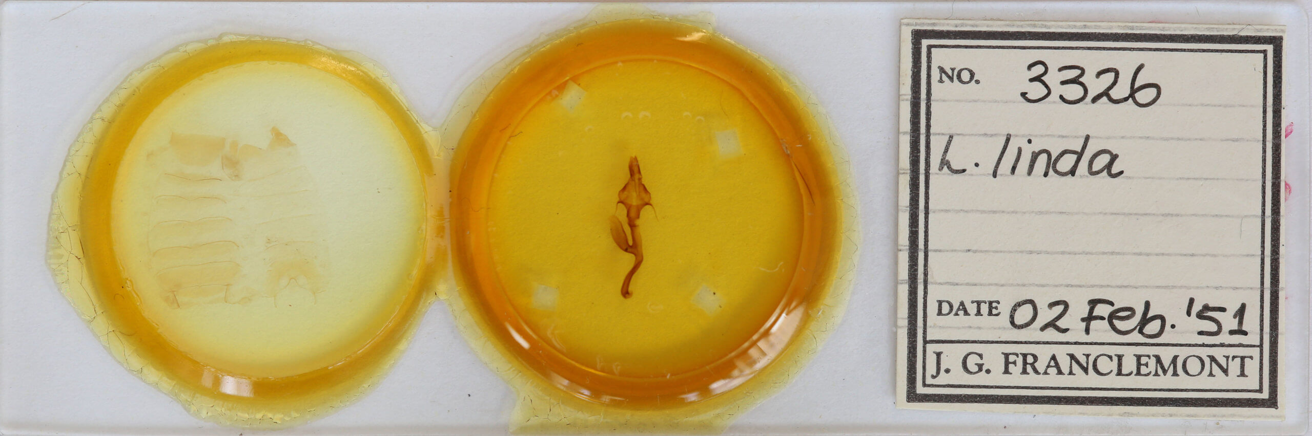 slide view of adult Leucania linda