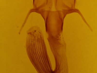 genitalia view of adult Leucania linda