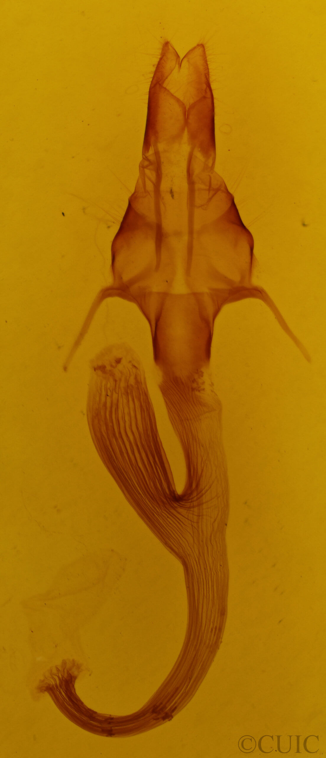 genitalia view of adult Leucania linda