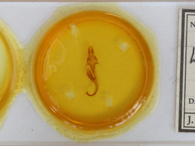 slide view of adult Leucania linda