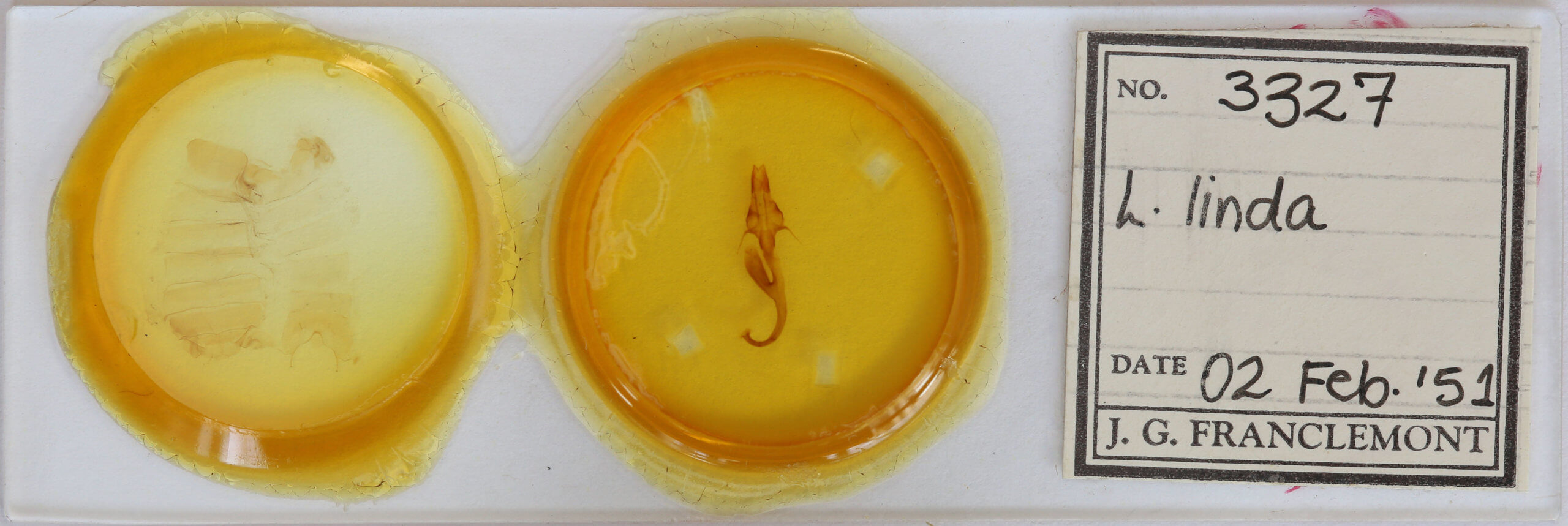 slide view of adult Leucania linda