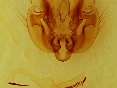 genitalia view of adult Leucania linda