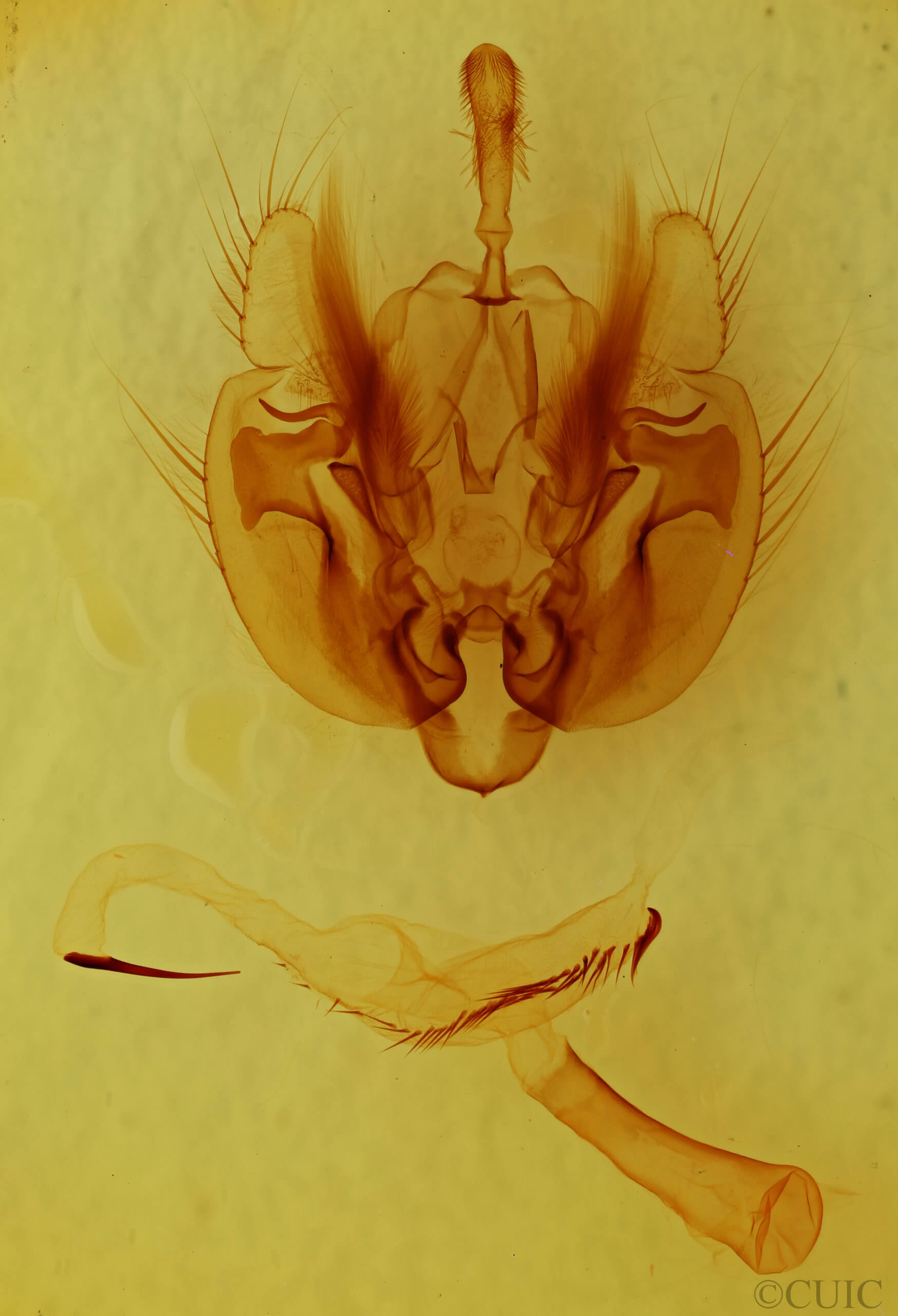 genitalia view of adult Leucania linda