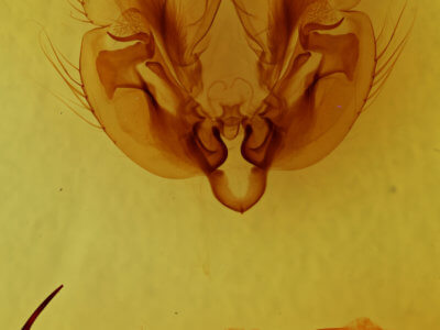 genitalia view of adult Leucania linda