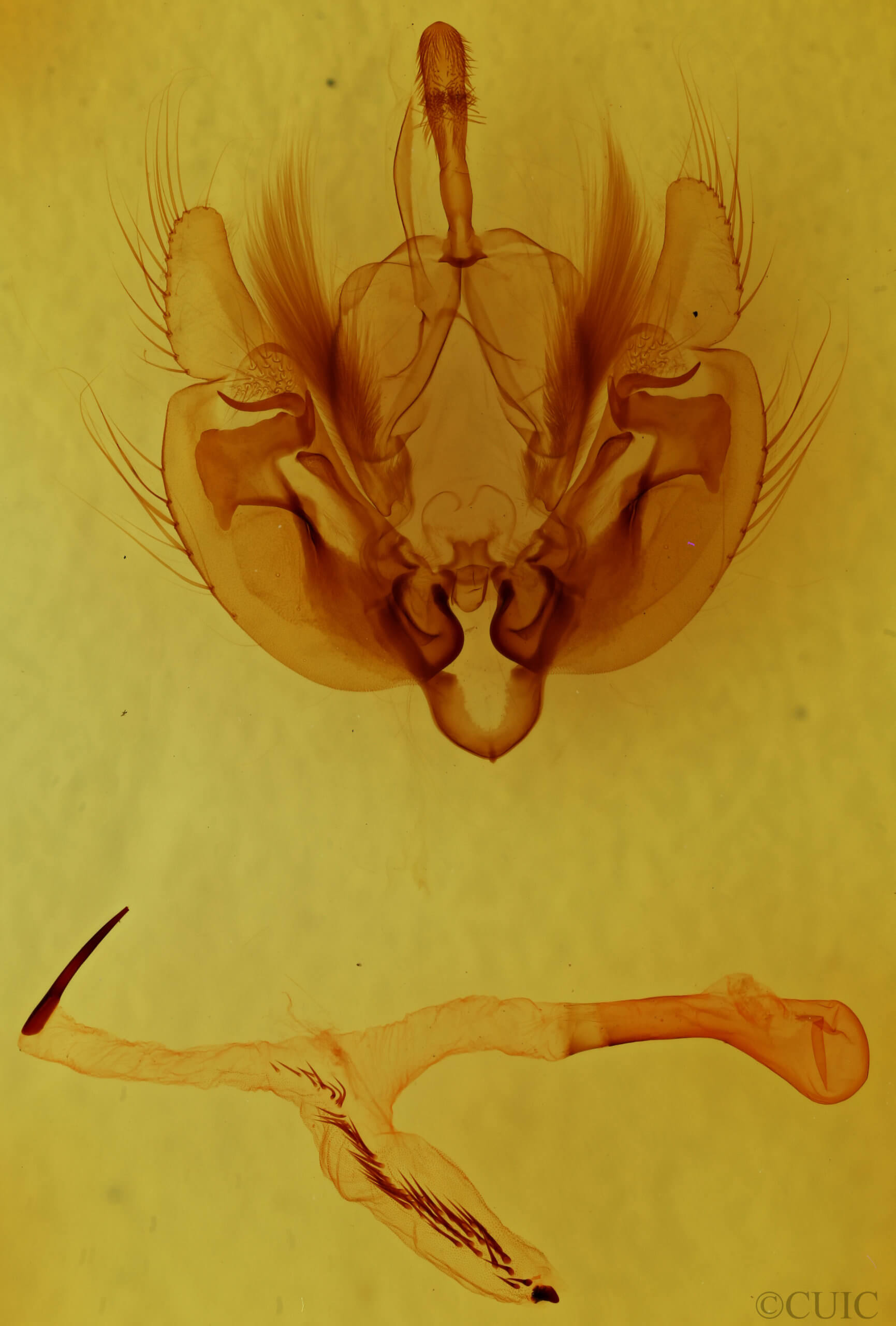 genitalia view of adult Leucania linda