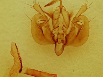 genitalia view of adult Leucania amygdalina