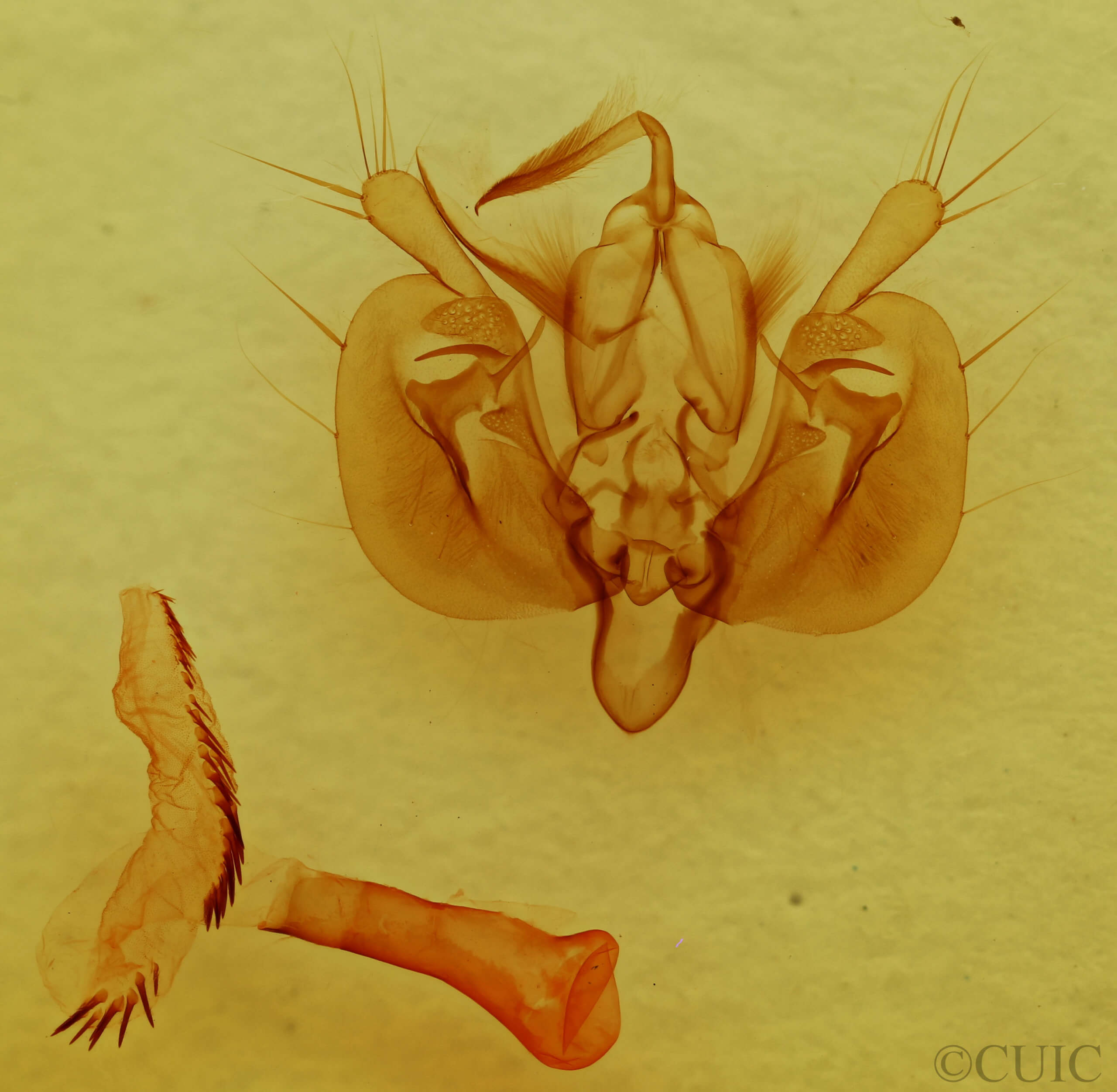 genitalia view of adult Leucania amygdalina