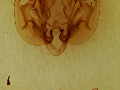 genitalia view of adult Leucania multilinea